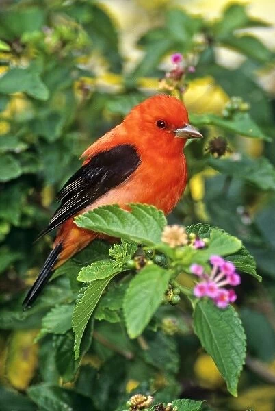 USA, Texas, South Padre Island. Wild male scarlet tanager perched in lantana wildflowers