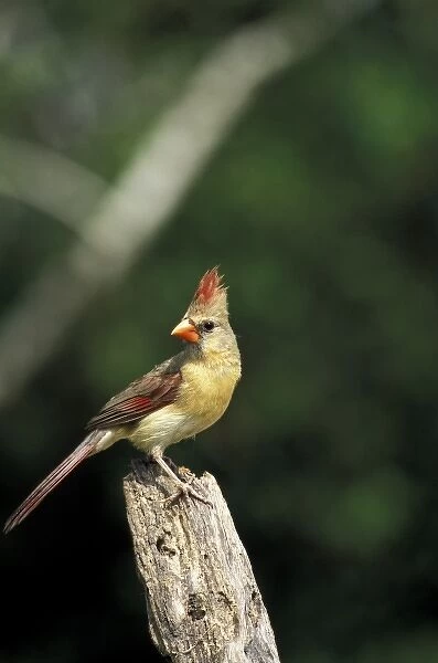 USA, Texas, South Texas. Northern Cardinal (female)