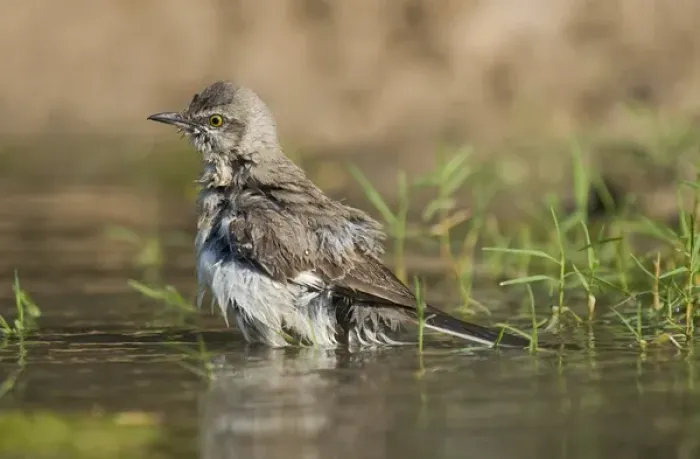 Framed Print : USA, Texas, Starr County. Adult northern mockingbird bathing. Credit as: Dave Welling Framed Print : USA, Texas, Starr County. Adult northern mockingbird bathing. Credit as: Dave Welling