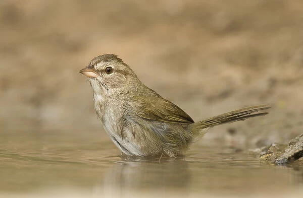 USA, Texas, Starr County. Close-up of adult olive sparrow in pond. Credit as: Dave