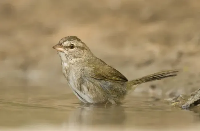 Framed Print : USA, Texas, Starr County. Close-up of adult olive sparrow in pond. Credit as: Dave Framed Print : USA, Texas, Starr County. Close-up of adult olive sparrow in pond. Credit as: Dave