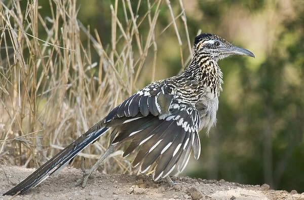 USA, Texas, Starr County. Close-up of greater roadrunner on ground