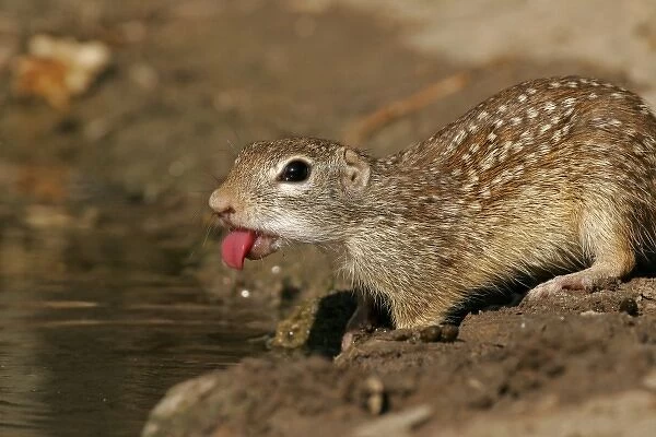 USA, Texas, Starr County. Mexican ground squirrel sticks out tongue while drinking