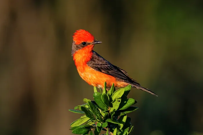 Framed Print : USA, Texas, Starr County. Vermilion flycatcher perched Framed Print : USA, Texas, Starr County. Vermilion flycatcher perched