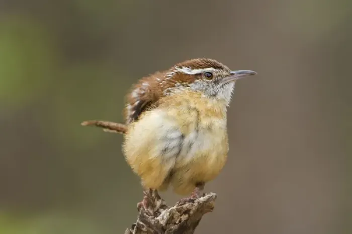 Framed Print : USA, Texas, Texas Hill Country. Carolina wren ruffles its feathers while perched Framed Print : USA, Texas, Texas Hill Country. Carolina wren ruffles its feathers while perched