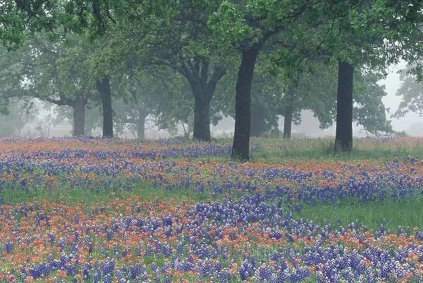 USA, Texas, Texas Hill Country Expansive field of Texas Paintbrush and bluebonnets