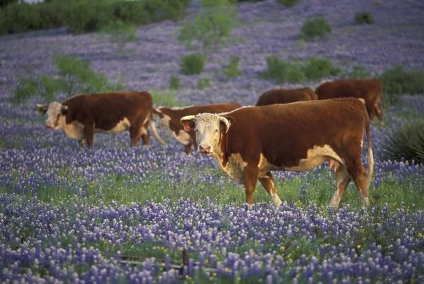 USA, Texas, Texas Hill Country, Hereford Cattle in large meadow of Bluebonnets