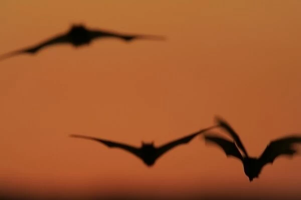 USA, Texas, Uvalde County. Brazilian free-tailed bats in flight at sunset