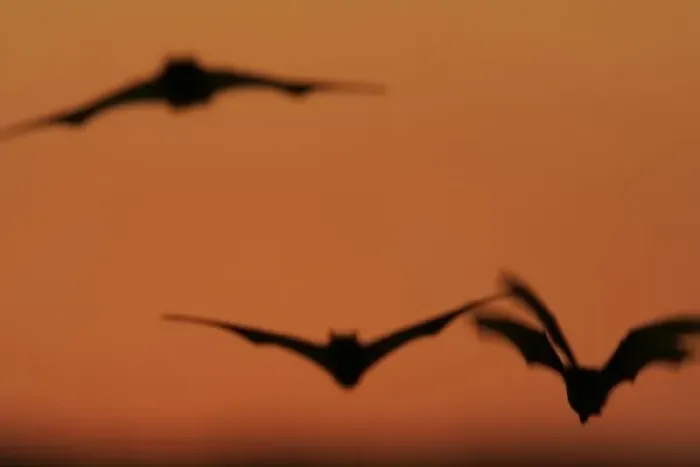 Framed Print : USA, Texas, Uvalde County. Brazilian free-tailed bats in flight at sunset Framed Print : USA, Texas, Uvalde County. Brazilian free-tailed bats in flight at sunset