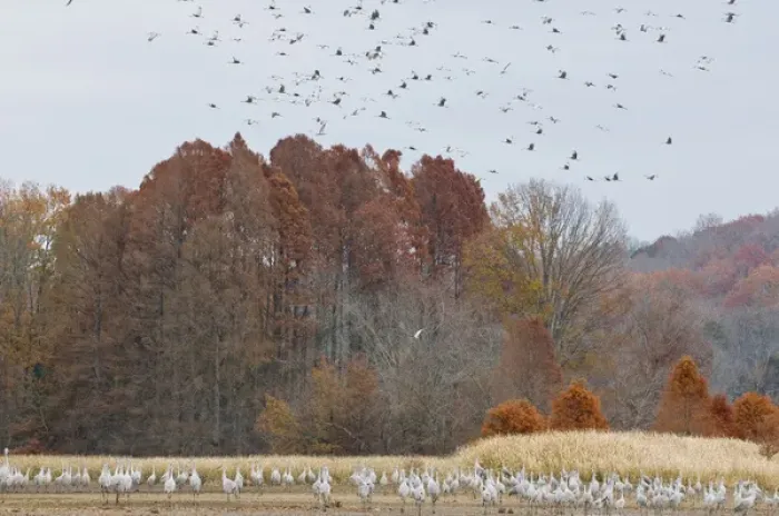 Framed Print : USA, TN, Hiwassee Wildlife Refuge. As many as 15, 000 Sandhill Cranes (Grus canadensis)