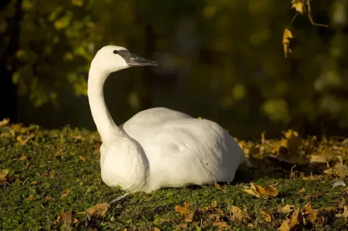 Framed Print : USA. Trumpeter Swan in the Fall