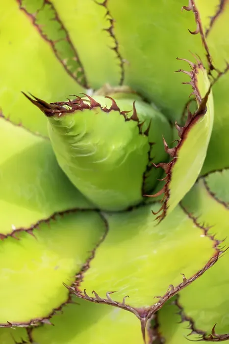 Framed Print : USA, Utah. Agave detail, Red Butte Gardens Framed Print : USA, Utah. Agave detail, Red Butte Gardens