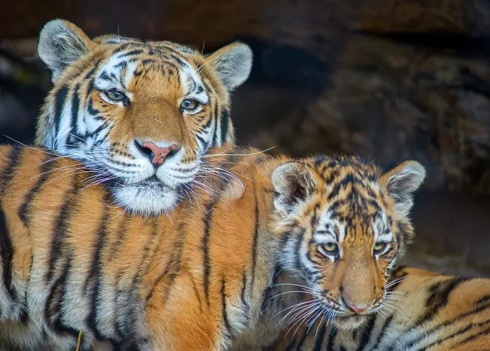 Framed Print : USA, Utah. Amur (Siberian) tiger mother interacting with male cub, Hogle Zoo, Salt Lake City Framed Print : USA, Utah. Amur (Siberian) tiger mother interacting with male cub, Hogle Zoo, Salt Lake City