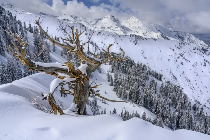 Framed Print : USA, Utah, Ancient Limber pine on ridge during winter Big Cottonwood Canyon near Salt Framed Print : USA, Utah, Ancient Limber pine on ridge during winter Big Cottonwood Canyon near Salt