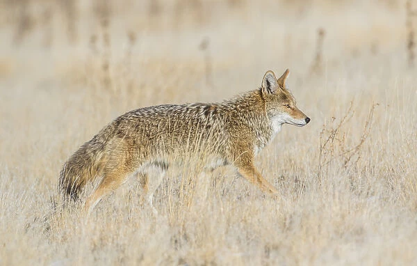 USA, Utah, Antelope Island State Park, an adult coyote wanders through a grassland