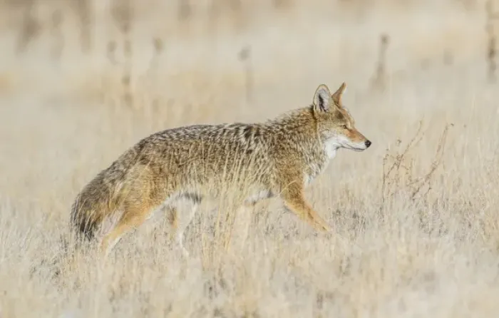 Framed Print : USA, Utah, Antelope Island State Park, an adult coyote wanders through a grassland Framed Print : USA, Utah, Antelope Island State Park, an adult coyote wanders through a grassland