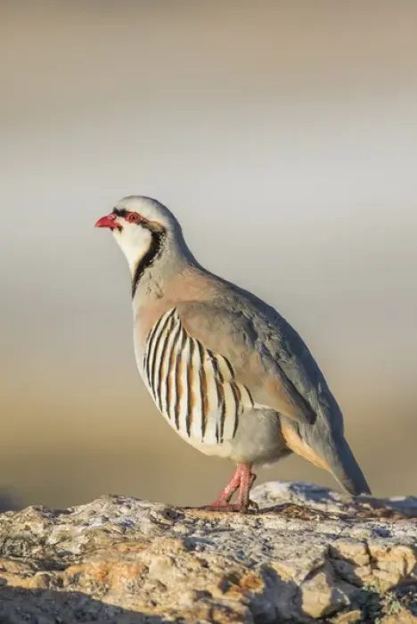 Framed Print : USA, Utah, Antelope Island State Park, Chukar male standing on rock ready to crow Framed Print : USA, Utah, Antelope Island State Park, Chukar male standing on rock ready to crow