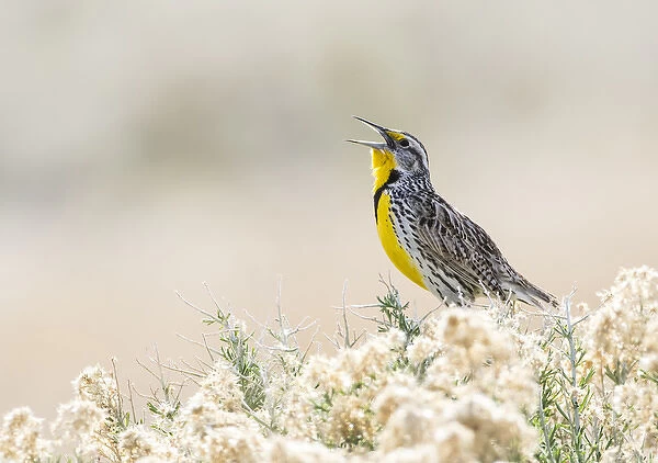 USA, Utah, Antelope Island, a Western Meadowlark sings from a sagebrush in the springtime