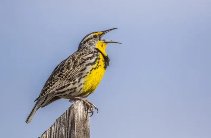Framed Print : USA, Utah, Antelope Island, Western Meadowlark singing courtship and territory song