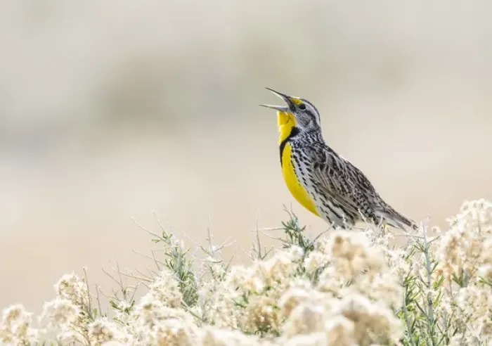 Framed Print : USA, Utah, Antelope Island, a Western Meadowlark sings from a sagebrush in the springtime Framed Print : USA, Utah, Antelope Island, a Western Meadowlark sings from a sagebrush in the springtime