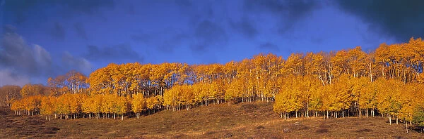 USA, Utah, Aquarius Plateau. Aspen forest on the Aquarius Plateau in Utah