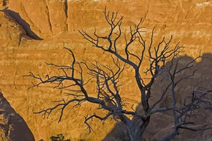 Framed Print : USA, Utah, Arches National Park. Juniper tree skeleton silhouetted against a rock wall at sunset Framed Print : USA, Utah, Arches National Park. Juniper tree skeleton silhouetted against a rock wall at sunset