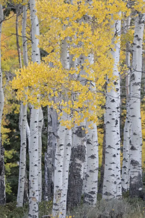 Framed Print : USA, Utah, Ashley National Forest. Aspen forest in autumn Framed Print : USA, Utah, Ashley National Forest. Aspen forest in autumn