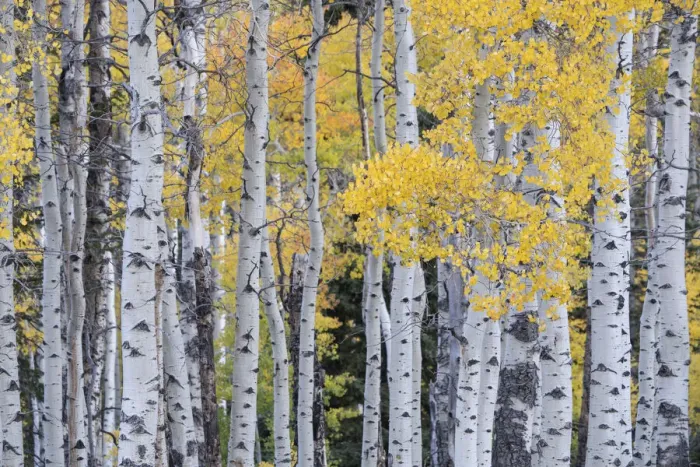 Framed Print : USA, Utah, Ashley National Forest. Aspen forest in autumn Framed Print : USA, Utah, Ashley National Forest. Aspen forest in autumn