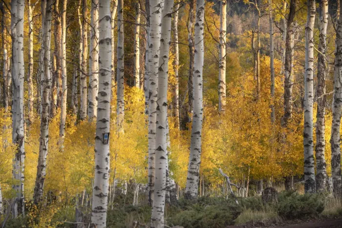 Framed Print : USA, Utah, Ashley National Forest. Aspen forest in autumn Framed Print : USA, Utah, Ashley National Forest. Aspen forest in autumn