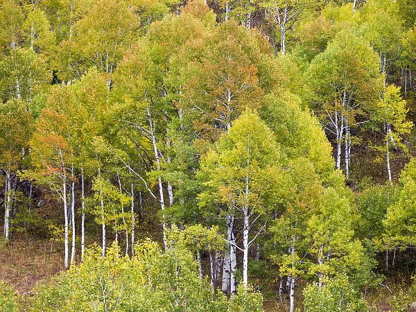 USA, Utah. Aspen forest along the Logan Canyon