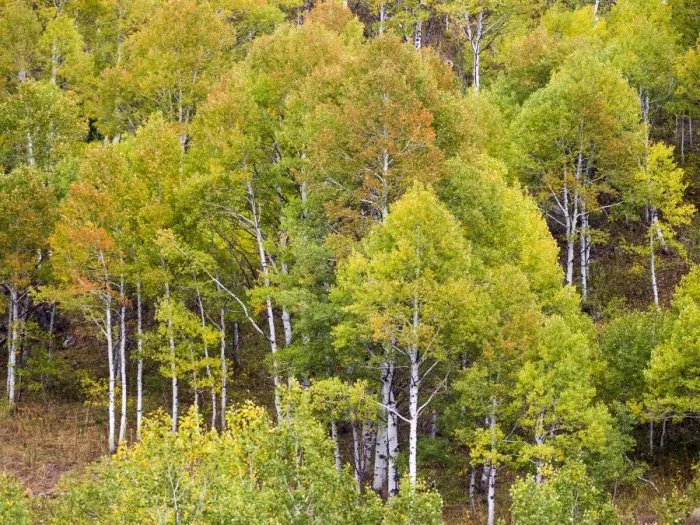 Framed Print : USA, Utah. Aspen forest along the Logan Canyon