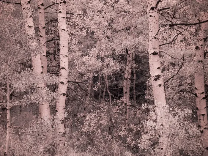 Framed Print : USA, Utah, Aspen Grove in infrared of the Logan Pass area Framed Print : USA, Utah, Aspen Grove in infrared of the Logan Pass area