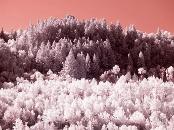 Framed Print : USA, Utah. Aspen grove in infrared of the Logan Pass area Framed Print : USA, Utah. Aspen grove in infrared of the Logan Pass area