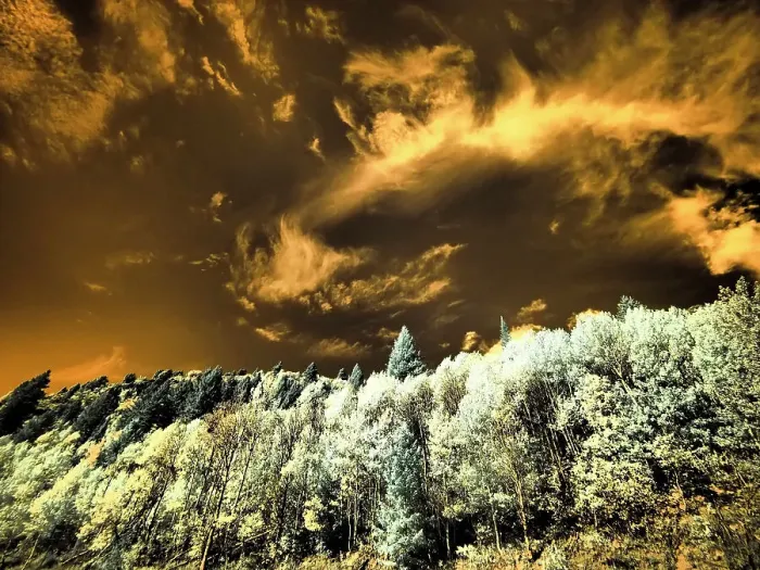 Framed Print : USA, Utah. Aspen grove in infrared of the Logan Pass area Framed Print : USA, Utah. Aspen grove in infrared of the Logan Pass area