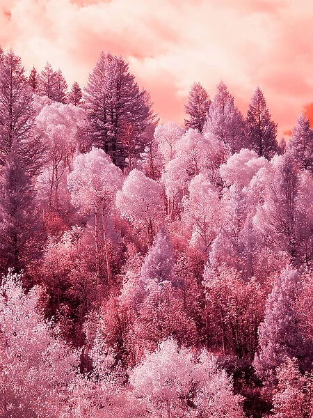 USA, Utah. Aspen grove in infrared of the Logan Pass area