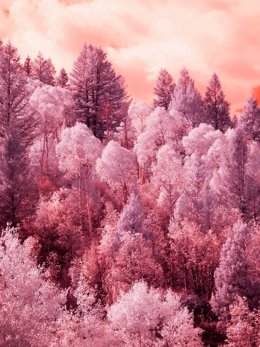 Framed Print : USA, Utah. Aspen grove in infrared of the Logan Pass area