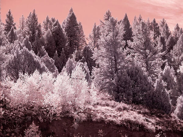 USA, Utah. Aspen grove in infrared of the Logan Pass area