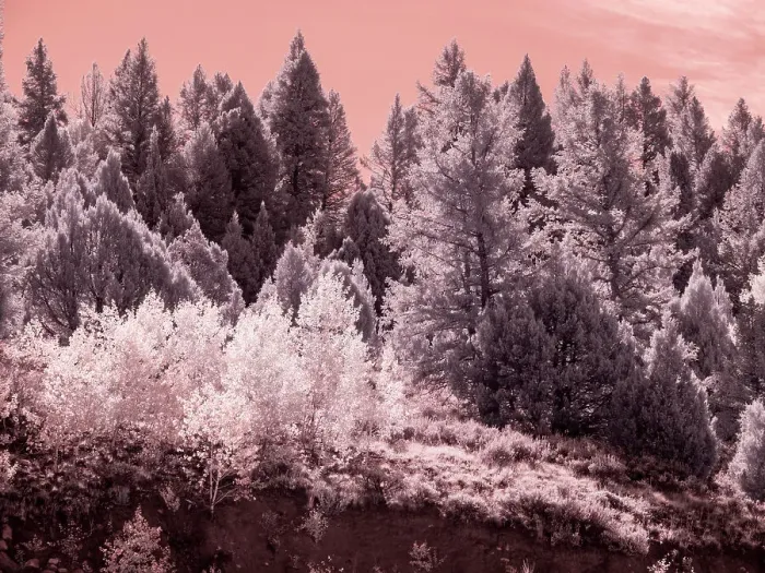 Framed Print : USA, Utah. Aspen grove in infrared of the Logan Pass area Framed Print : USA, Utah. Aspen grove in infrared of the Logan Pass area