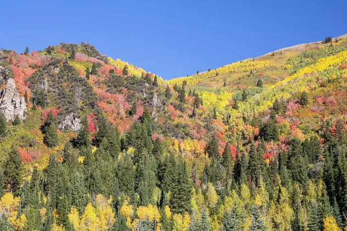 Framed Print : USA, Utah. Aspen and maple in fall color on Wasatch Mountains hillsides along South Big Cottonwood Canyon Road Framed Print : USA, Utah. Aspen and maple in fall color on Wasatch Mountains hillsides along South Big Cottonwood Canyon Road