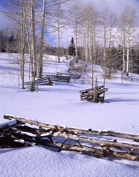 USA, Utah, Aspen Trees, Snow, Winter, Log Fence