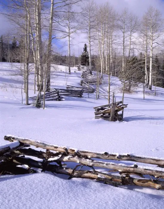 Framed Print : USA, Utah, Aspen Trees, Snow, Winter, Log Fence Framed Print : USA, Utah, Aspen Trees, Snow, Winter, Log Fence