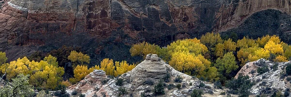 USA, Utah. Autumn cottonwoods and sandstone formations in canyon