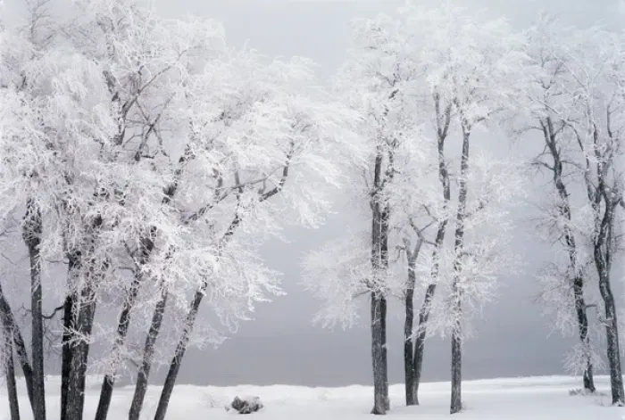 Framed Print : USA, Utah, Bear Lake, Renddezvous, Beach, Hoar frost on cottonwoods during winter Framed Print : USA, Utah, Bear Lake, Renddezvous, Beach, Hoar frost on cottonwoods during winter