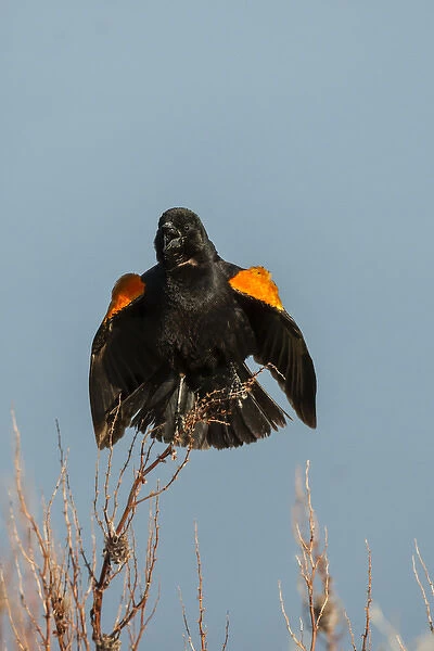 USA, Utah, Bear River National Wildlife Refuge. Red-winged blackbird on limb. Credit as