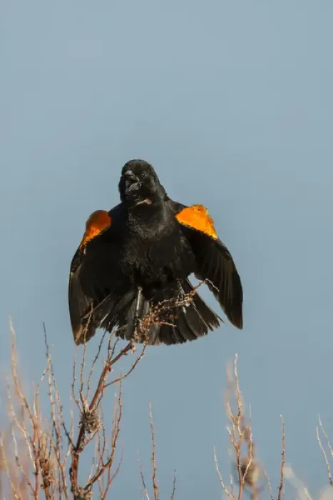 Framed Print : USA, Utah, Bear River National Wildlife Refuge. Red-winged blackbird on limb. Credit as Framed Print : USA, Utah, Bear River National Wildlife Refuge. Red-winged blackbird on limb. Credit as