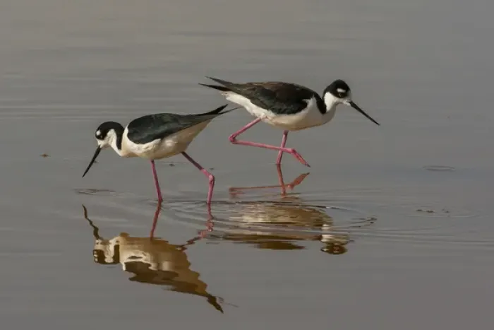 Framed Print : USA, Utah, Bear River National Wildlife Refuge. Black-necked stilts feeding. Credit as