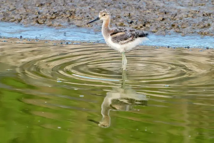 Framed Print : USA, Utah, Bear River National Wildlife Refuge. American avocet chick feeding in water Framed Print : USA, Utah, Bear River National Wildlife Refuge. American avocet chick feeding in water