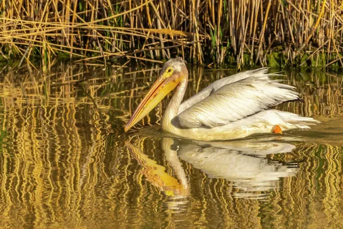 Framed Print : USA, Utah, Bear River National Wildlife Refuge. Close-up of pelican in water at sunrise