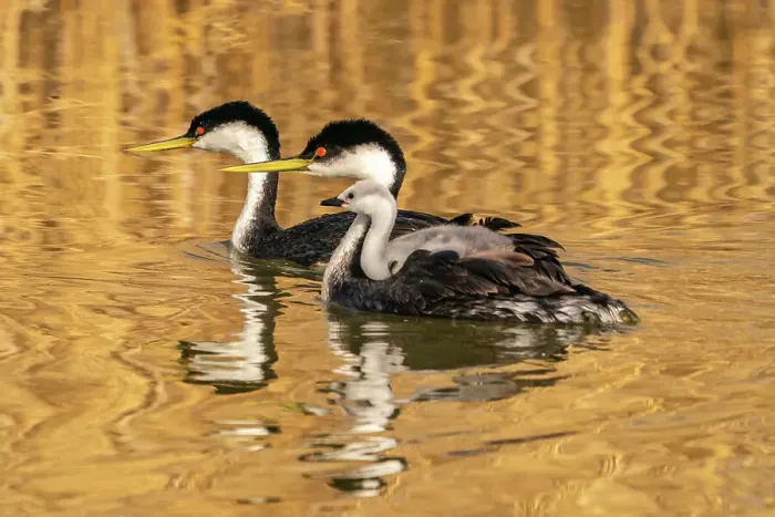 Framed Print : USA, Utah, Bear River National Wildlife Refuge. Western grebe adults and chick in water Framed Print : USA, Utah, Bear River National Wildlife Refuge. Western grebe adults and chick in water