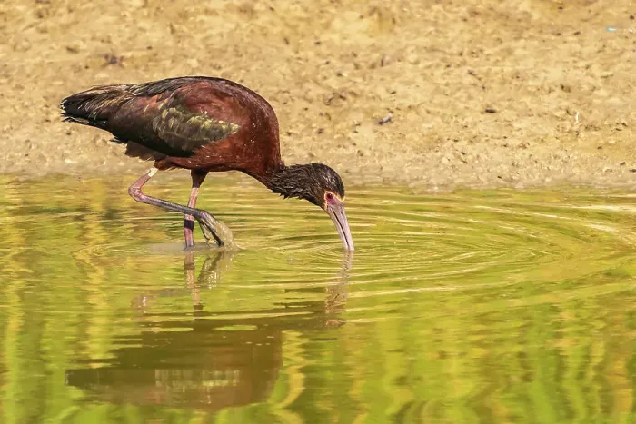 Framed Print : USA, Utah, Bear River National Wildlife Refuge. White-faced ibis feeding